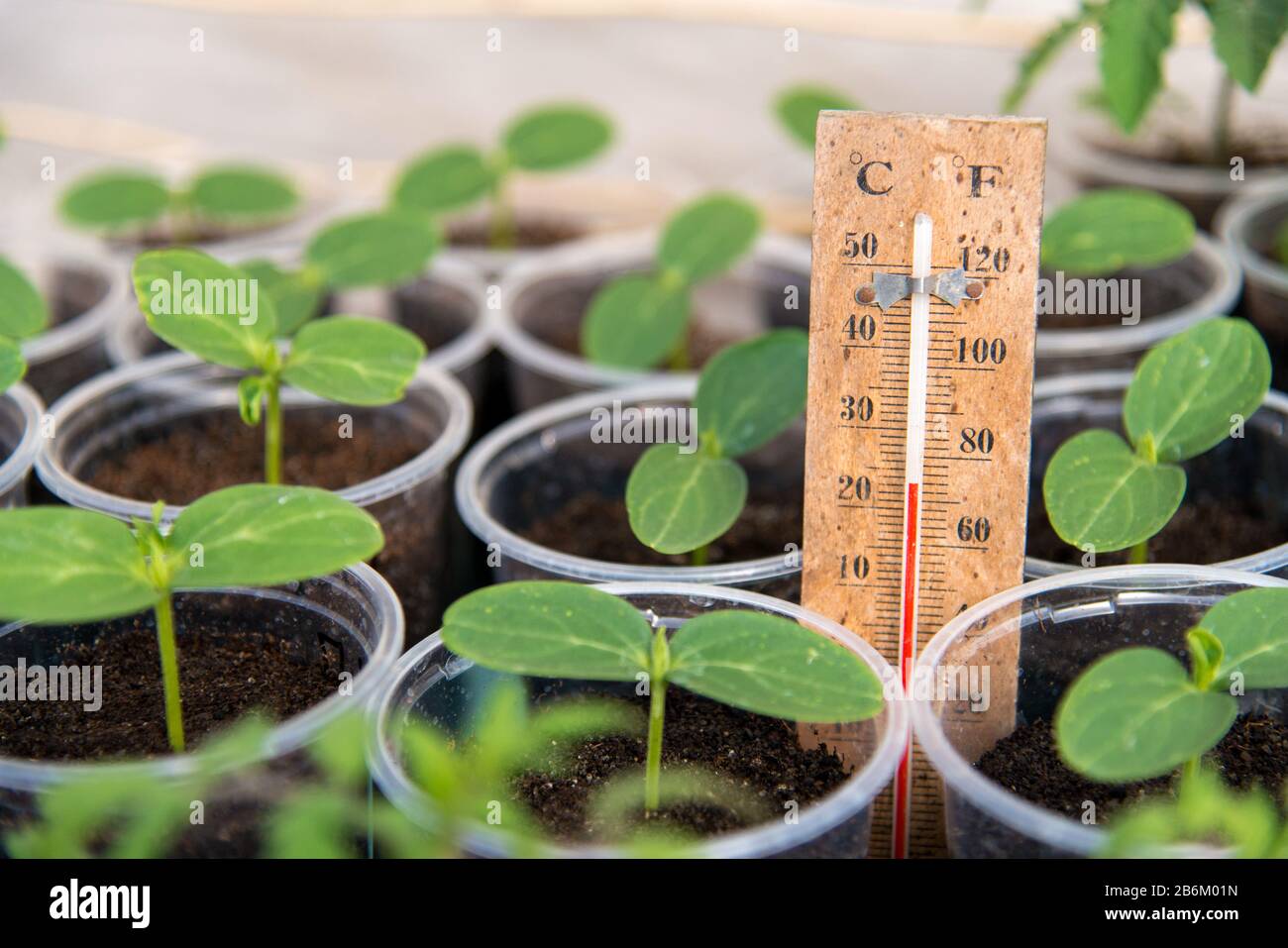 Cucumbers seedlings in a greenhouse and a thermometer showing the temperature of the growing environment - selective focus Stock Photo