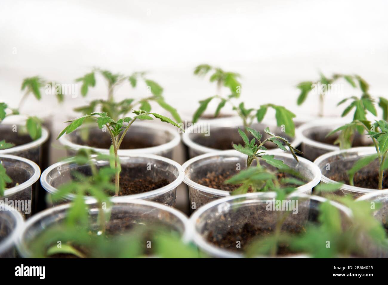 Tomato seedlings in a greenhouse planted in individual pots - selective focus Stock Photo