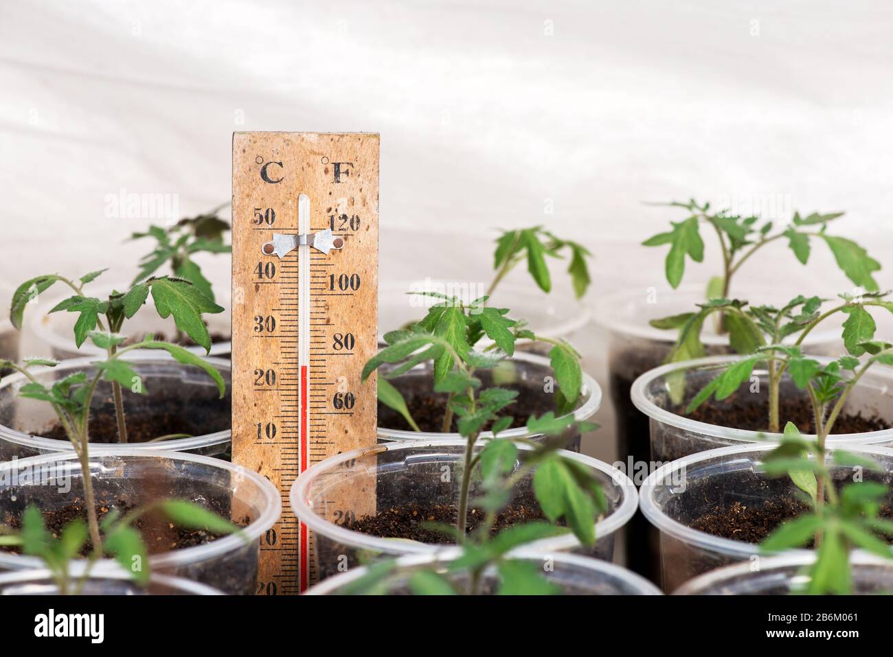 Tomato seedlings in a greenhouse and a thermometer showing the temperature of the growing environment - selective focus Stock Photo