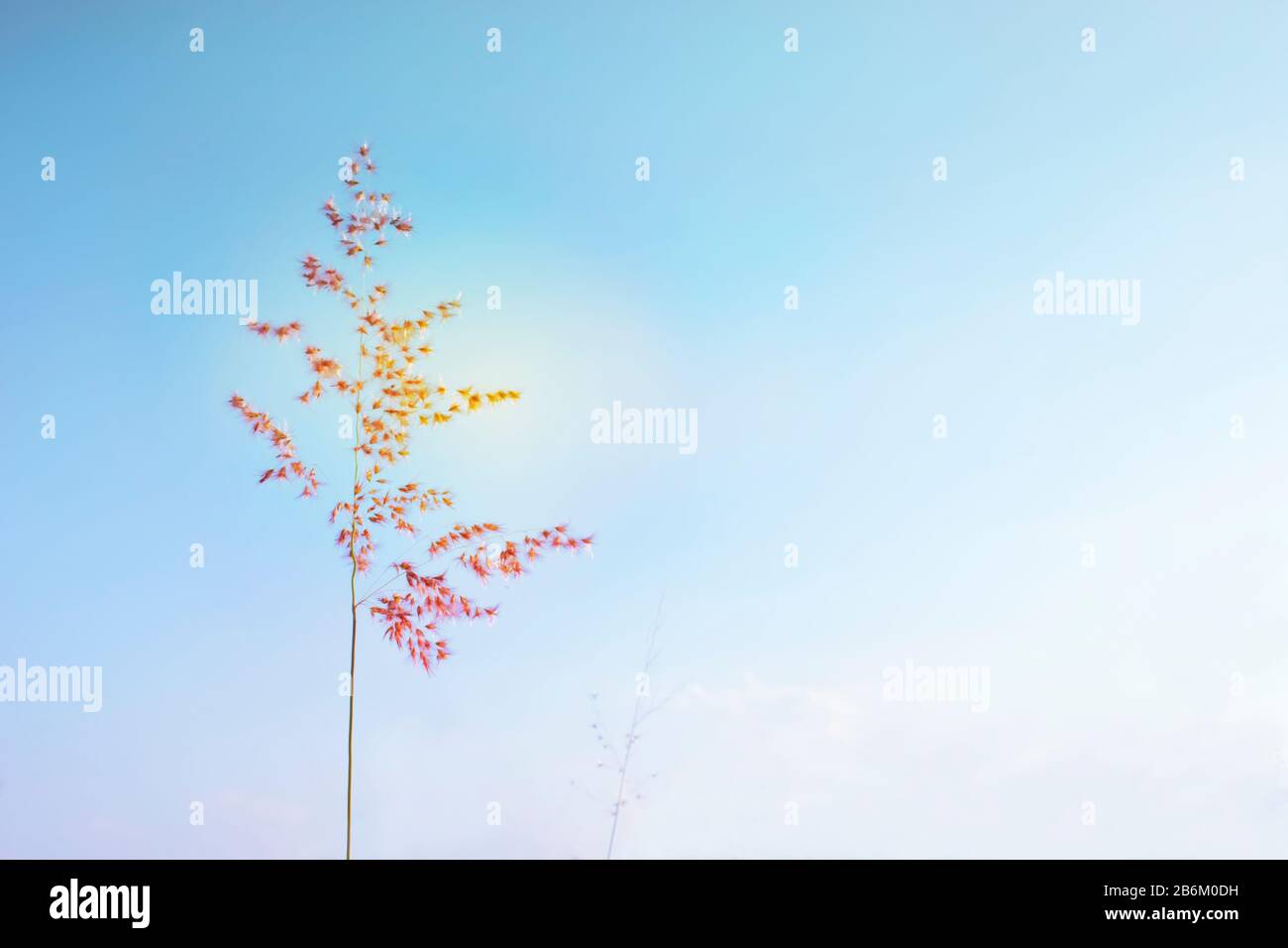 Soft focus image of single red Ruby Grass on light blue sky background, Stock Photo