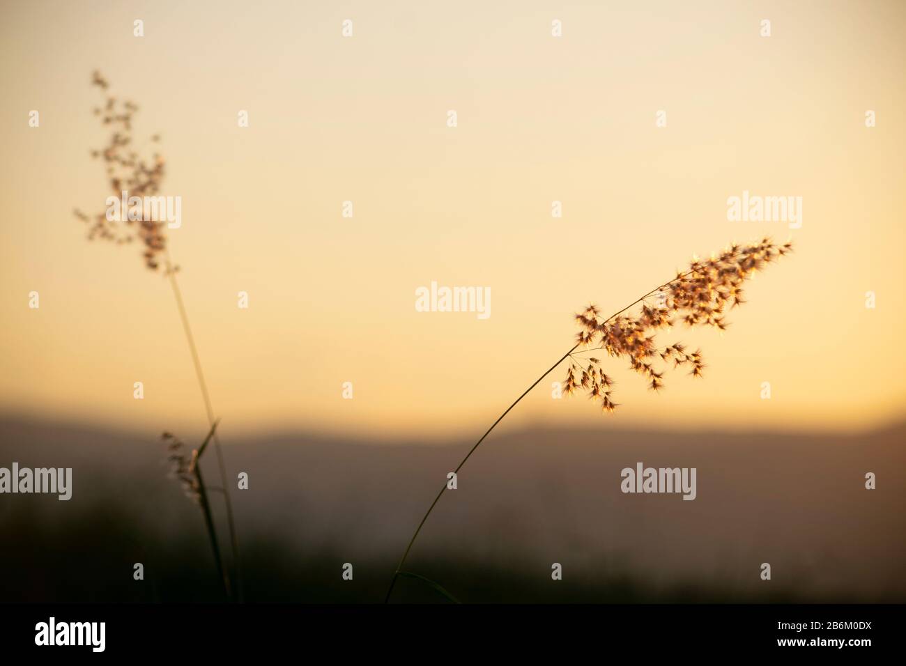 silhouette of Ruby Grass at sunset in countryside, warm light, calm day Stock Photo