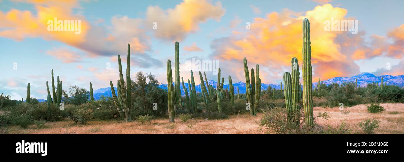 Cardon cactus plants in a forest, Loreto, Baja California Sur, Mexico Stock Photo