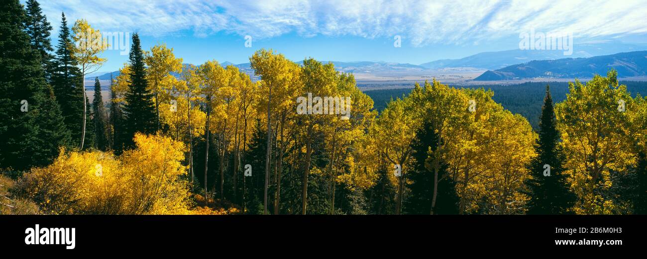 Aspen trees in a forest, Jackson Hole, Grand Teton National Park