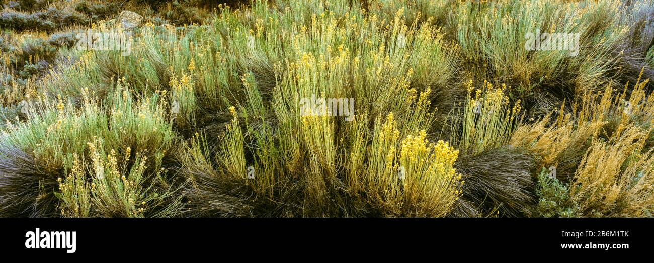 High angle view of sagebrush in field, Chuchupate Campground, Los Padres National Forest, California, USA Stock Photo