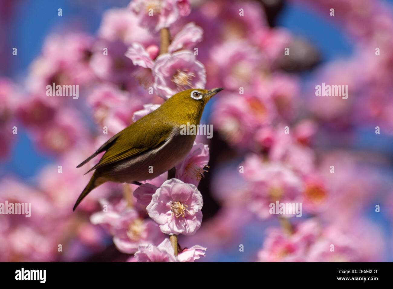 Pink plum blossom flowers Stock Photo