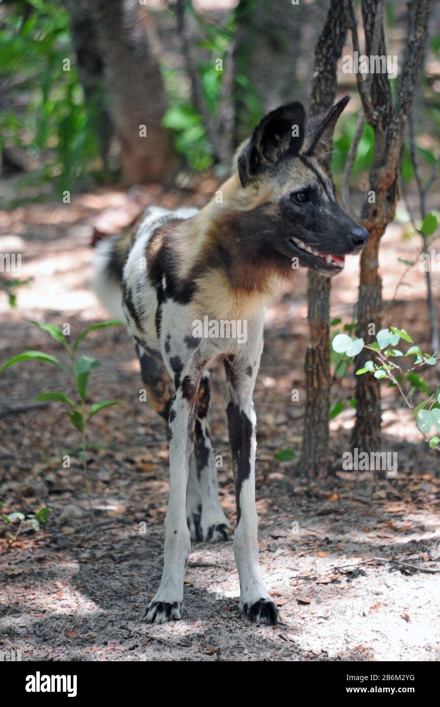 how do wild dogs live