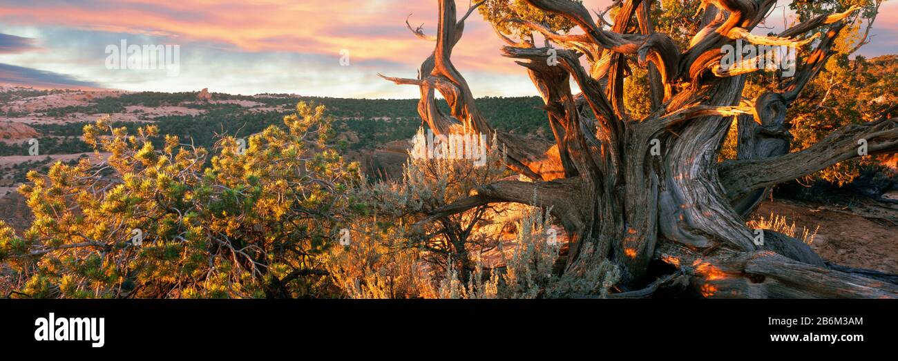 Sunrise sets a juniper aglow, Betatakin Cliff Dwellings Area, Navajo National Monument, Arizona, USA Stock Photo