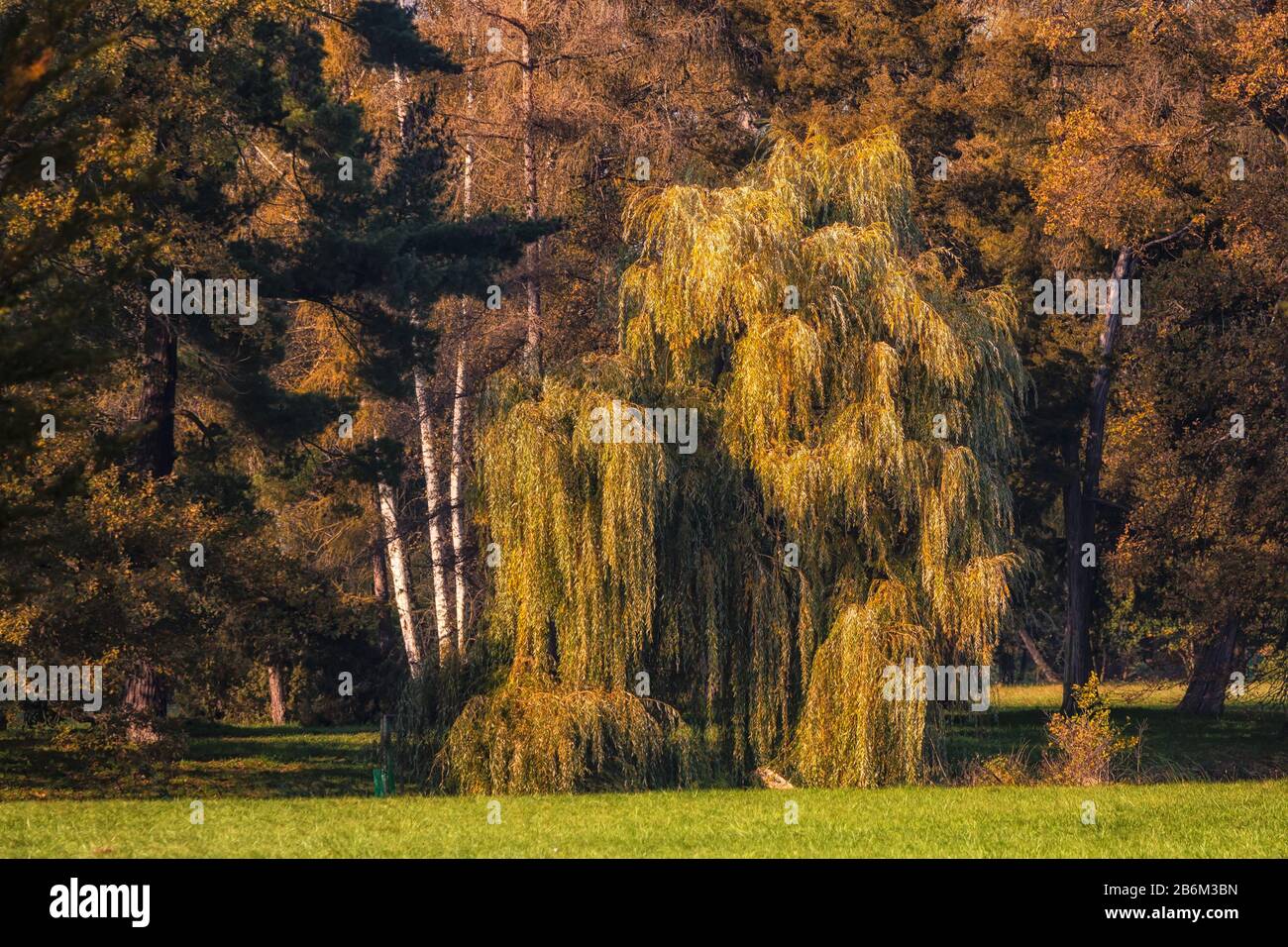 Weeping willow babylon tree hi-res stock photography and images - Alamy