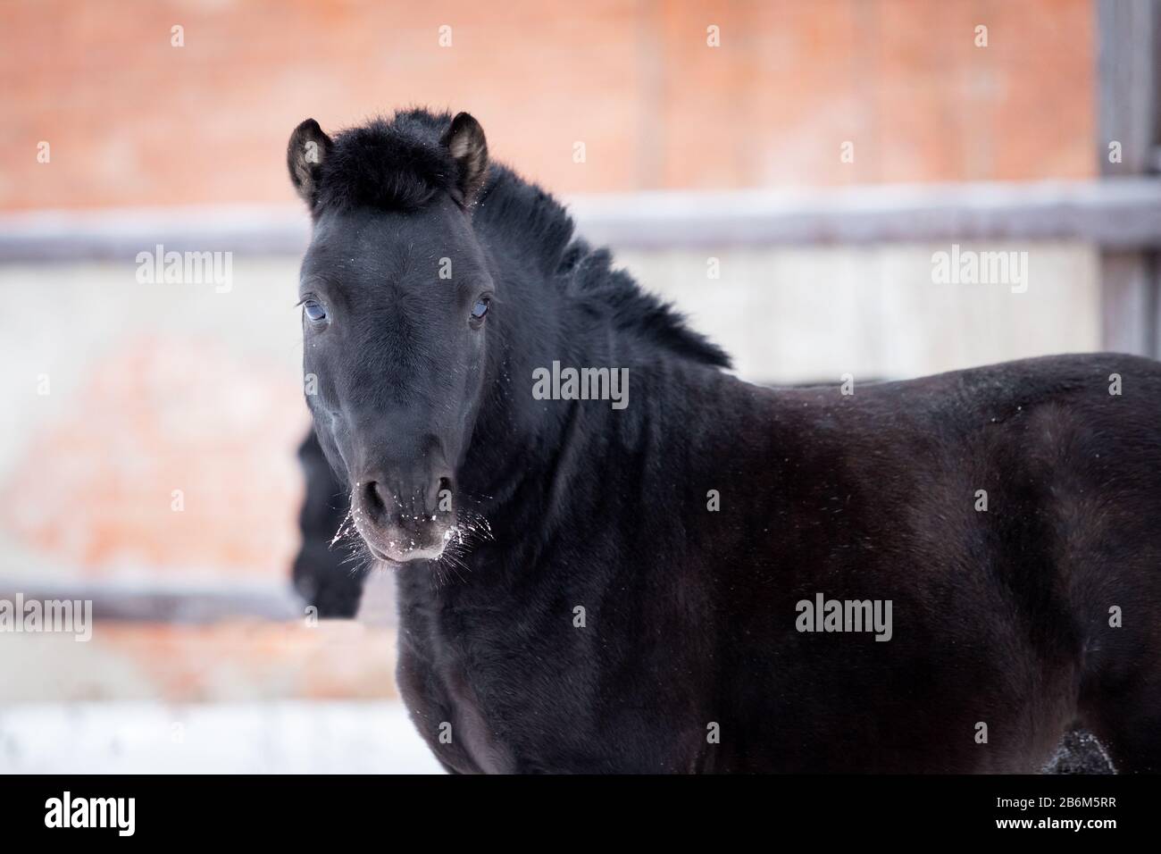 Black pony walks in manege at winter day Stock Photo