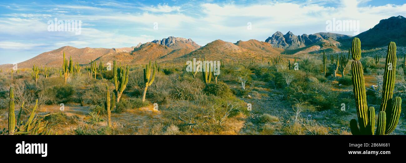 Cardon cactus (Pachycereus pringlei) forest on a hillside, Playa El Tecolote, La Paz, Baja California Sur, Mexico Stock Photo