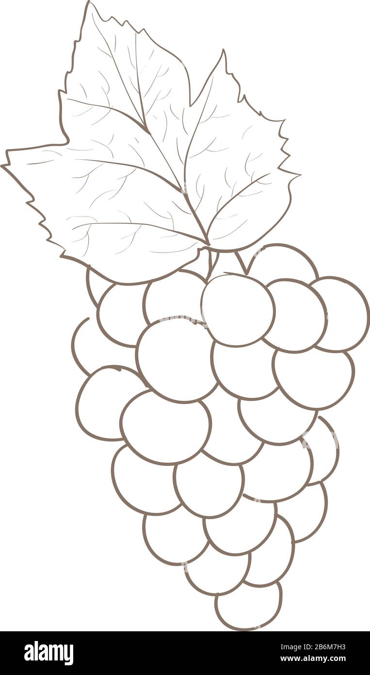 Grape Png - Free PNG Images ID 50099 | TOPpng