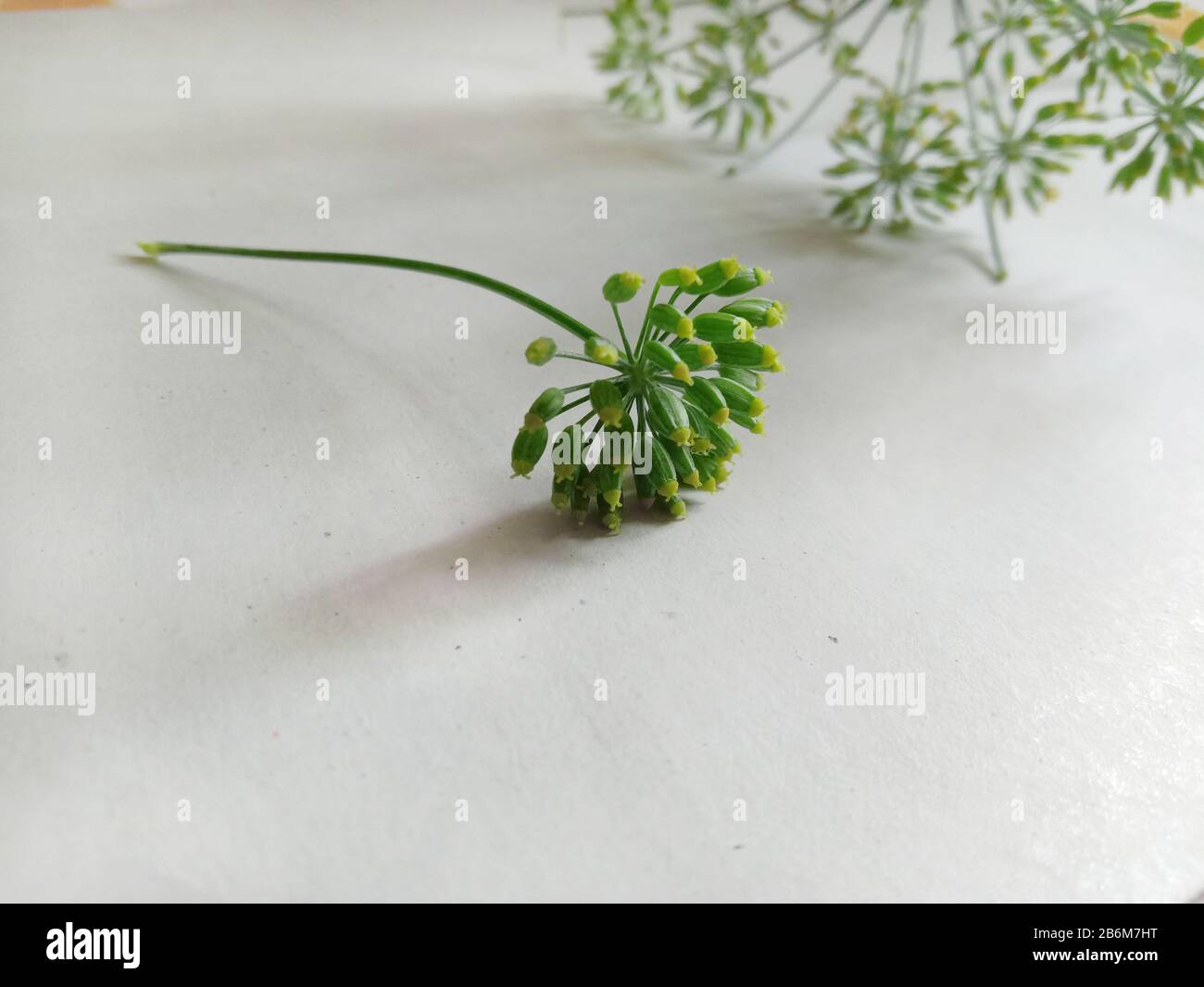 fresh aromatic green fennel seed Stock Photo Alamy