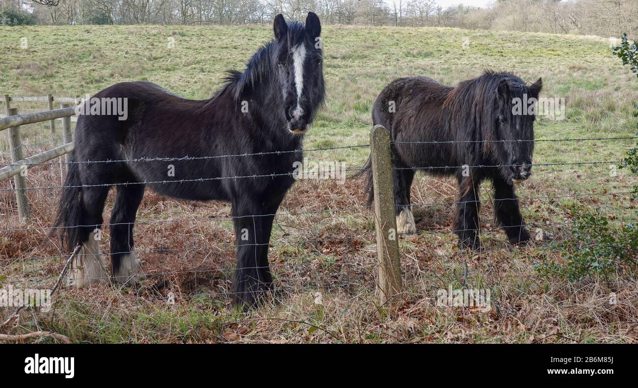 Rescue Horses in a Field near Broadmoor Hospital, Crowthorne, Berkshire-1 Stock Photo