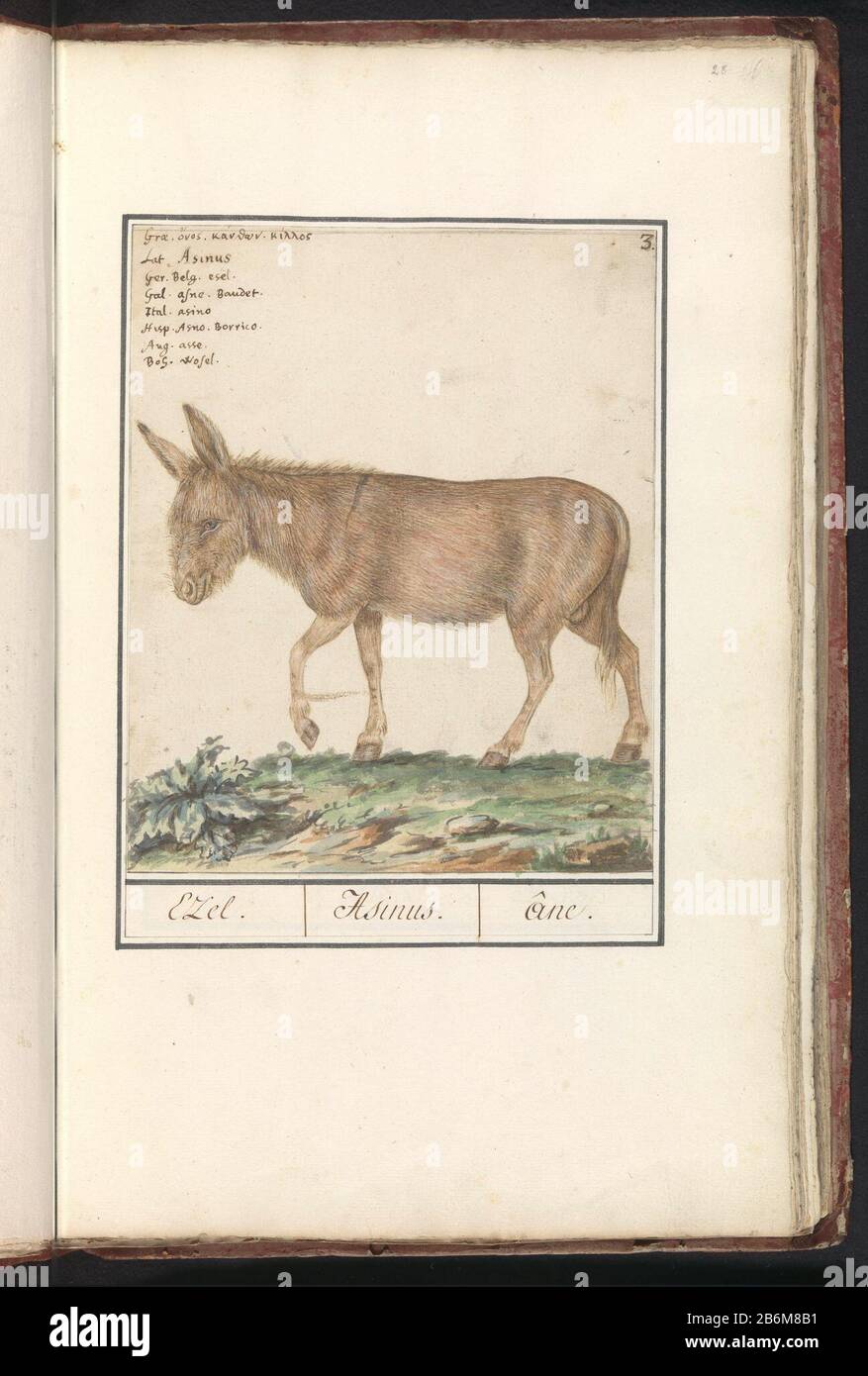 Donkey. Numbered top right: 3. Top left the name in eight languages. Part  of the first album with drawings of quadrupeds. First twelve albums with  drawings of animals, birds and plants are
