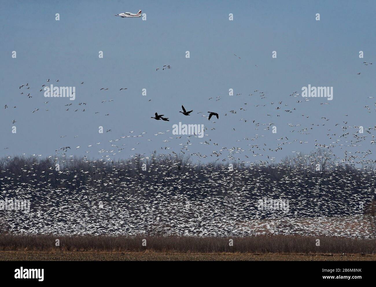 USA. 10th Mar, 2020. A small private airplane, seen at top left, passes over, causing snow geese by the tens of thousands to lift off and settle back down in the Knox-Marsellus Marsh. Sd 030920 Migration O Metro (Photo by Shawn Dowd/Rochester Democrat and Chronicle/Imagn/USA Today Network/Sipa USA) Credit: Sipa USA/Alamy Live News Stock Photo