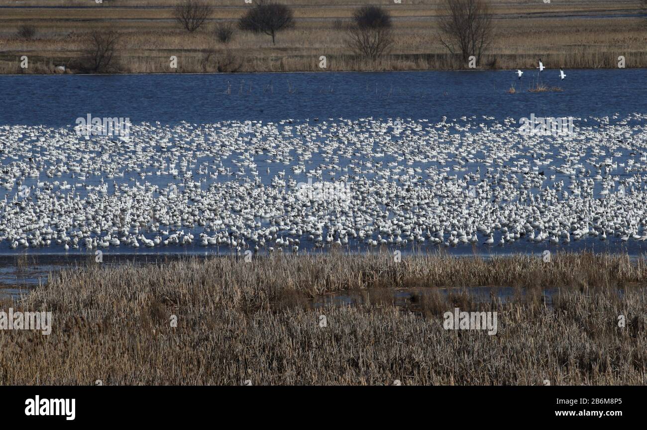 USA. 10th Mar, 2020. Resting snow geese create a white band through the Knox-Marsellus Marsh. Sd 030920 Migration Q Metro (Photo by Shawn Dowd/Rochester Democrat and Chronicle/Imagn/USA Today Network/Sipa USA) Credit: Sipa USA/Alamy Live News Stock Photo