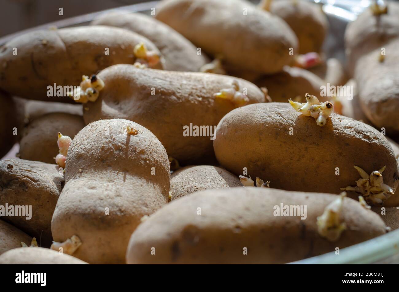 Spring rays of the sun on sprouted potatoes. A pile of seed potatoes