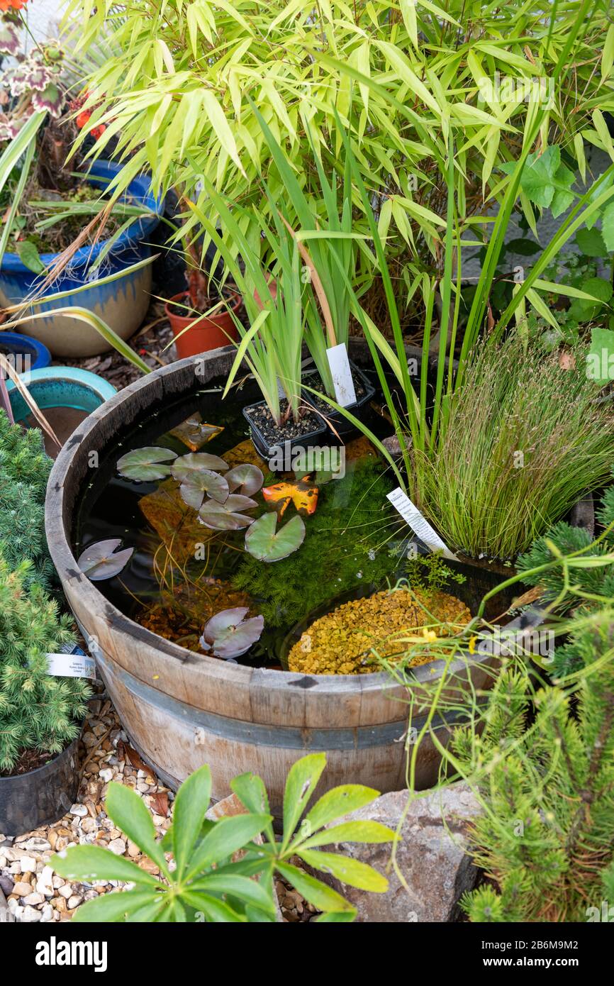 Looking down at plants and clear water in a recently created pond in half a wooden barrel in a garden. Stock Photo