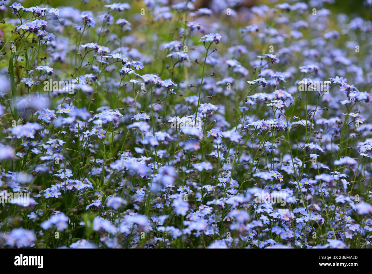 A mass of pale blue Forget-me-Not flowers in a cottage garden in the summer sunlight. Stock Photo