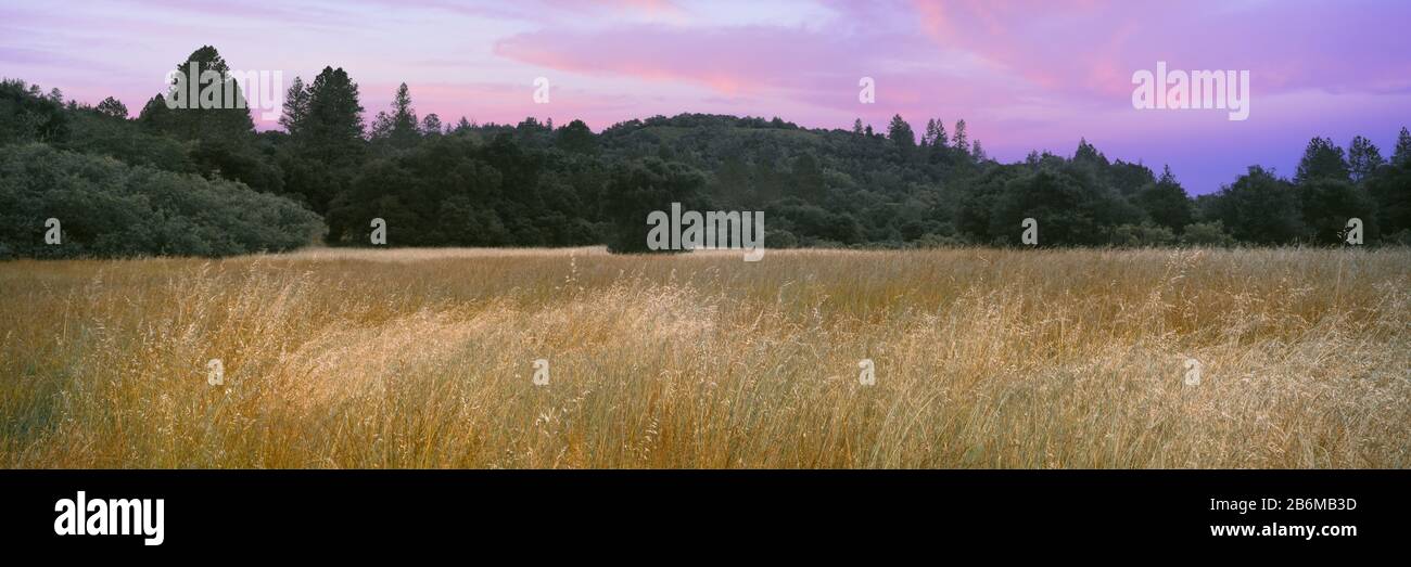 Sunset over grassy landscape, Quail Hollow Ranch County Park, Felton, Santa Cruz County, California, USA Stock Photo
