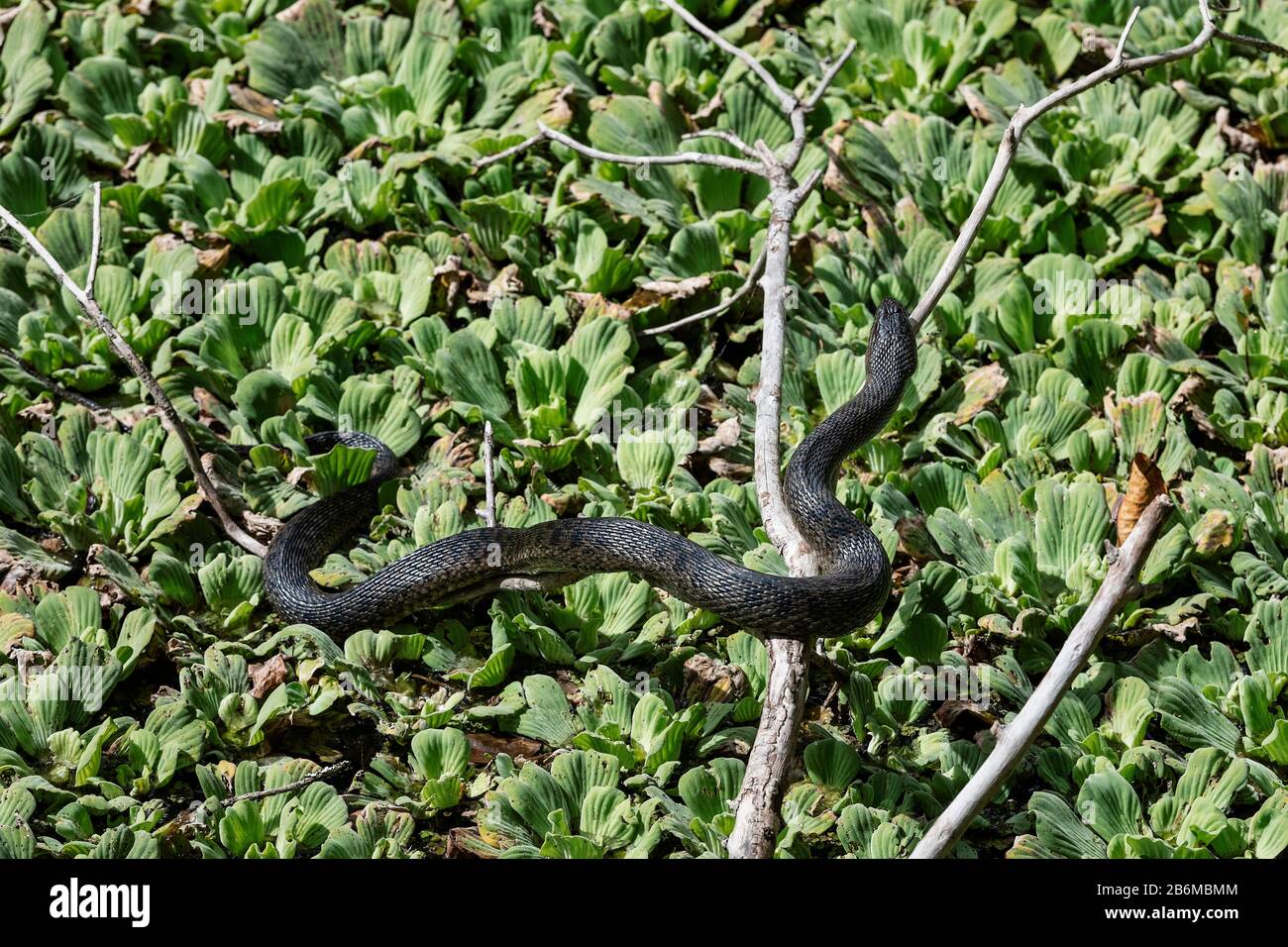 Southern black water snake sunning in the Corkscrew Swamp Sancutuary. Stock Photo