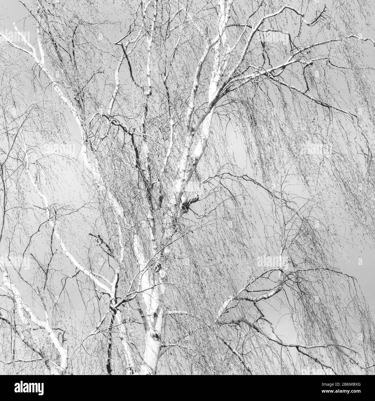 Silver Birch Rhs Birch hall Black and White Stock Photos & Images - Alamy