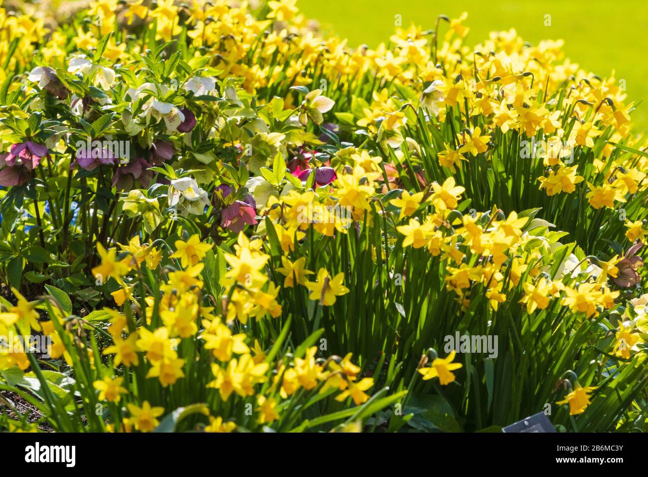 Hellebores Rhs Daffodils with Some Hellebores in Full Bloom at RHS Hyde Hall on a ...