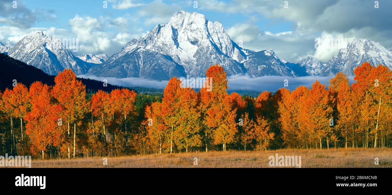 Trees in a forest with snowcapped mountain range in the background, Teton Range, Oxbow Bend, Grand Teton National Park, Wyoming, USA Stock Photo