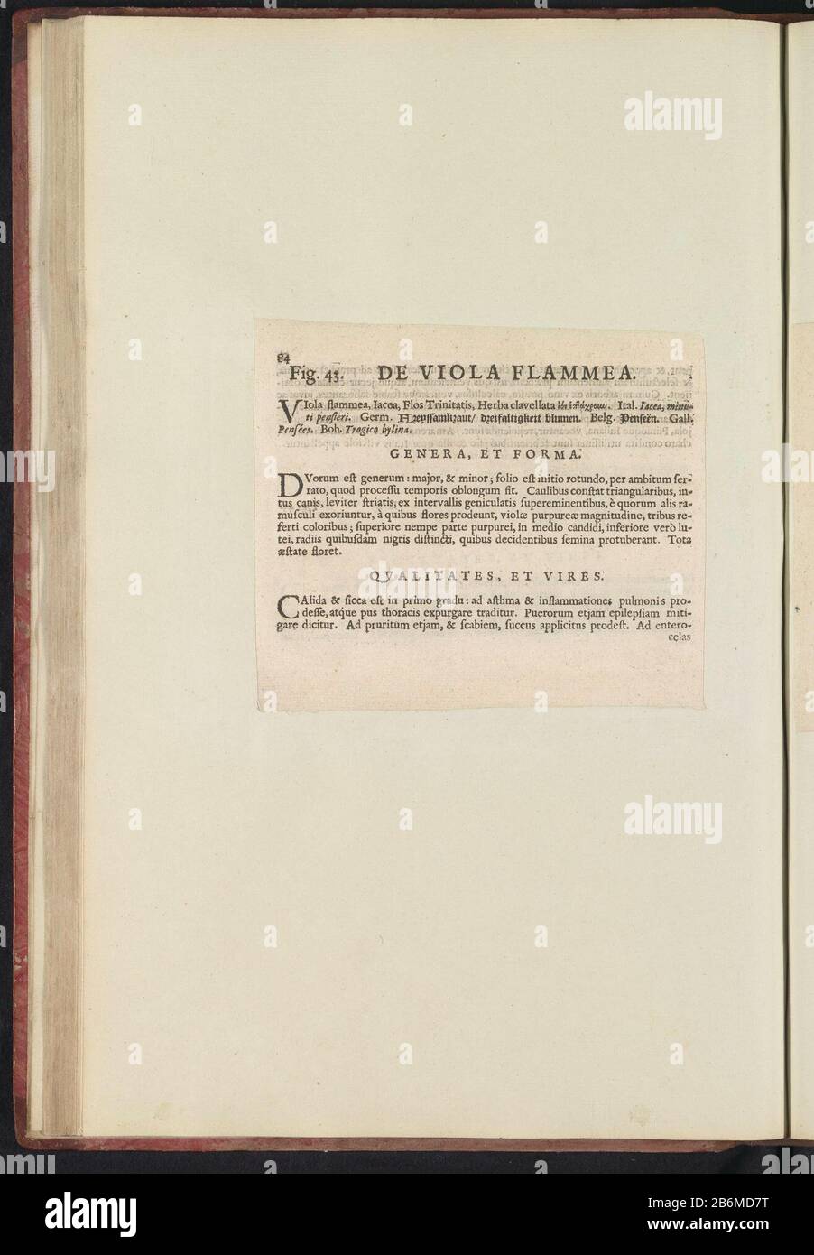 Fig 43 'De Viola Flammea' in De Boodts herbarium van 1640 Fig. 43 'The Viola flammea' in the herbarium of Boodts 1640 Object Type : Text sheet Item number: RP-T-BR-2017-1-12-49 (V) Description: Description with reference to FIG. 43 at p. 84 in: Anselmi Boëtii the Boot I.C. Brugensis & Rodolphi II. Imp. Novel. a medical cubiculis Florum, Herbarum, ac fructuum selectiorum icones, and vires pleraeque hactenus ignotæ. Part of the album with sheets and plates from the Boodts herbarium of 1640. The twelfth twelve albums of watercolors of animals, birds and plants are known around 1600, commissioned Stock Photo
