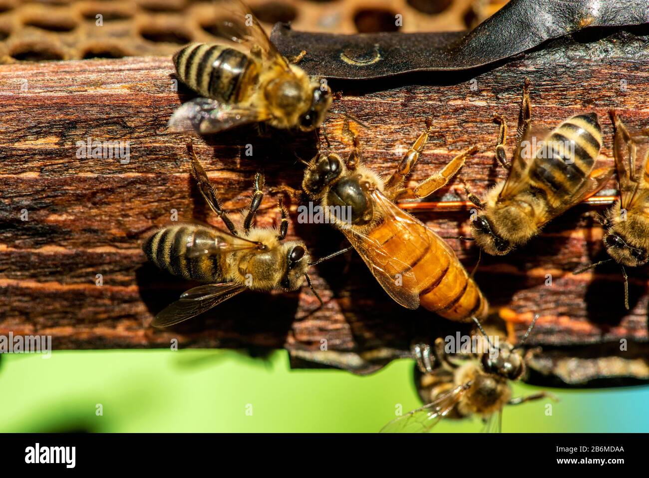 The queen bee swarm - selective focus Stock Photo
