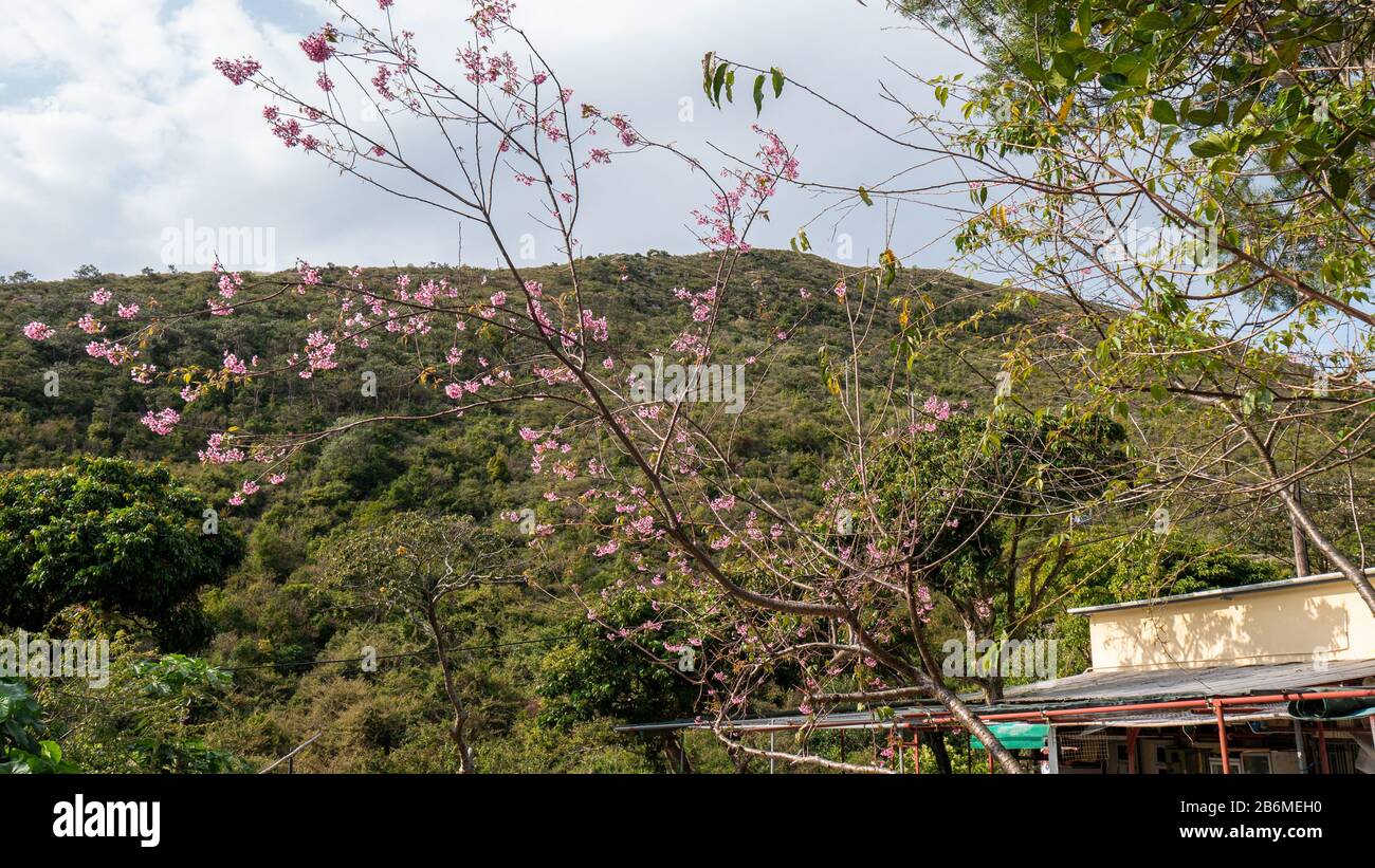 Cherry Blossoms in Hong Kong Stock Photo Alamy