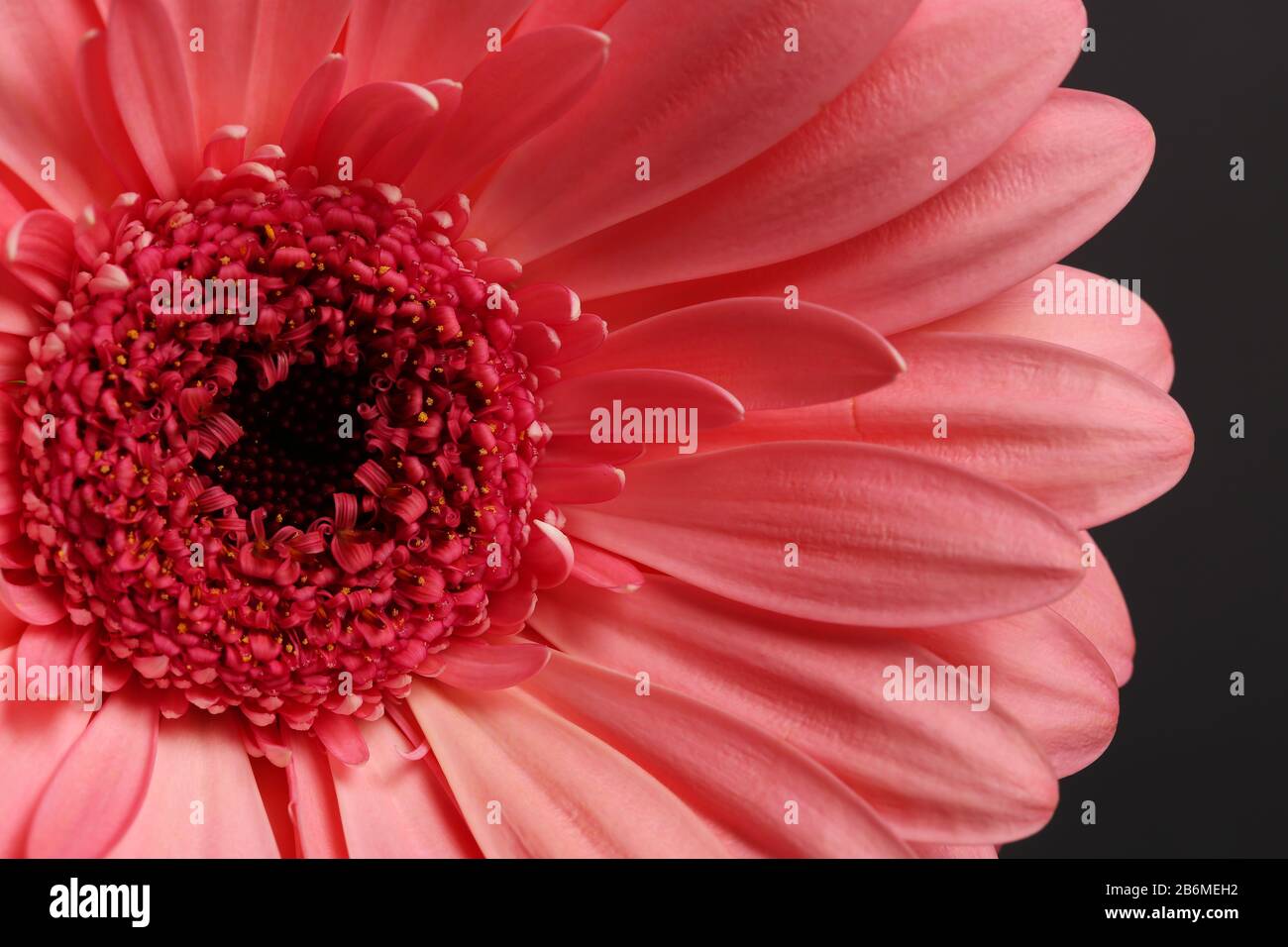 Vibrant flower photography hi-res stock photography and images - Alamy