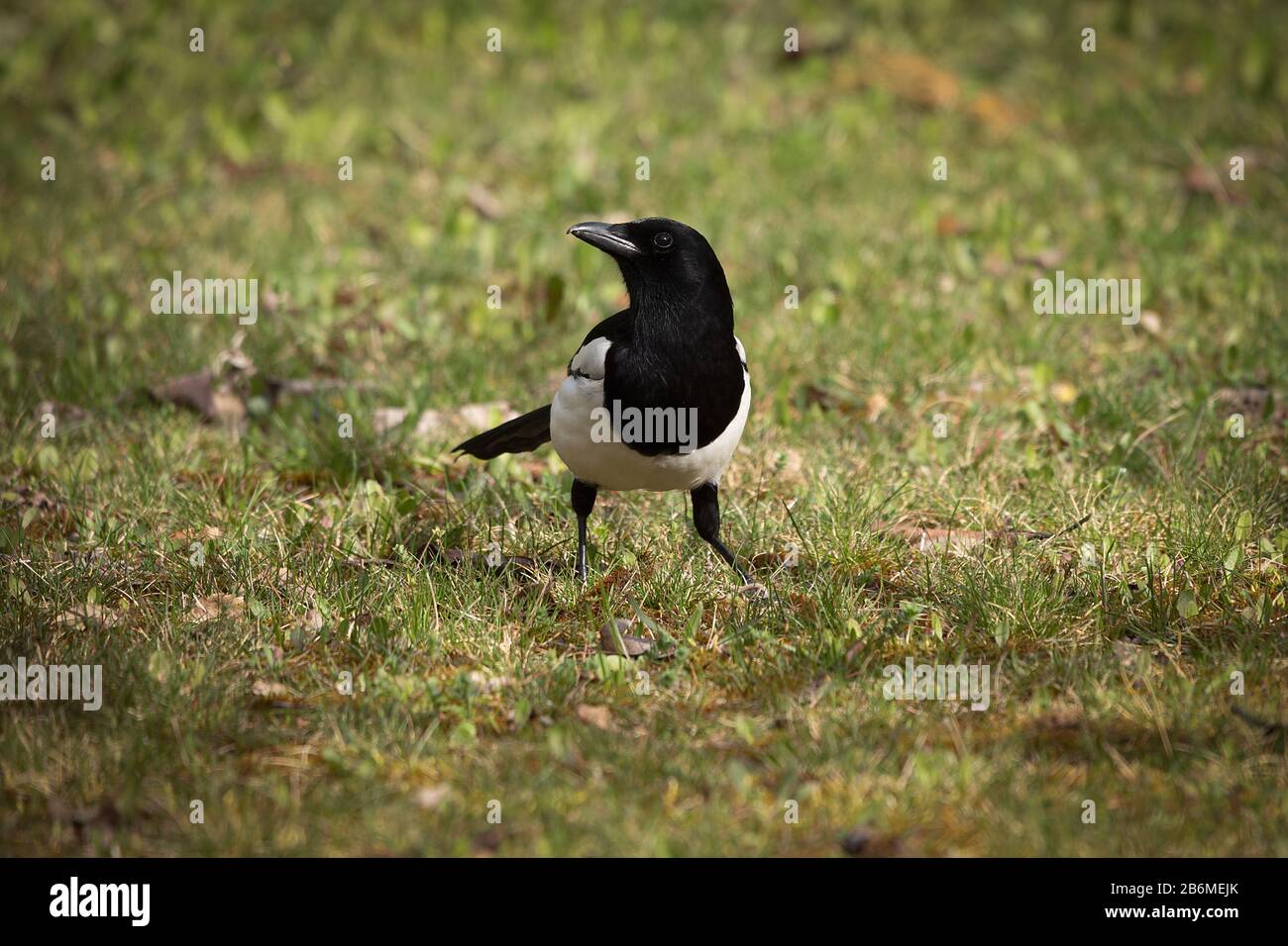 Common and eurasian magpie in Espejo, Alava, Spain Stock Photo