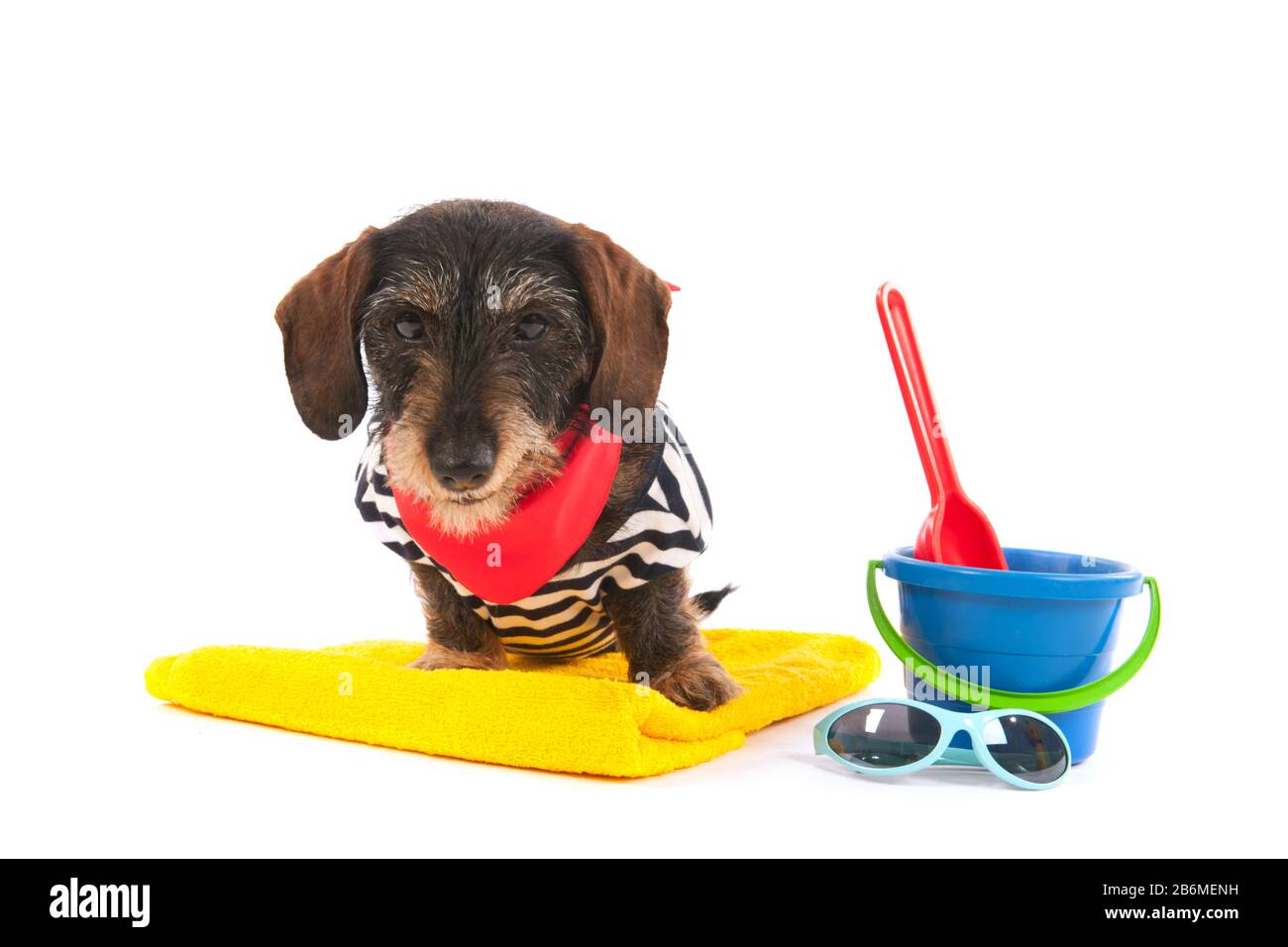 Wire haired dachshund at the beach in swim suit Stock Photo