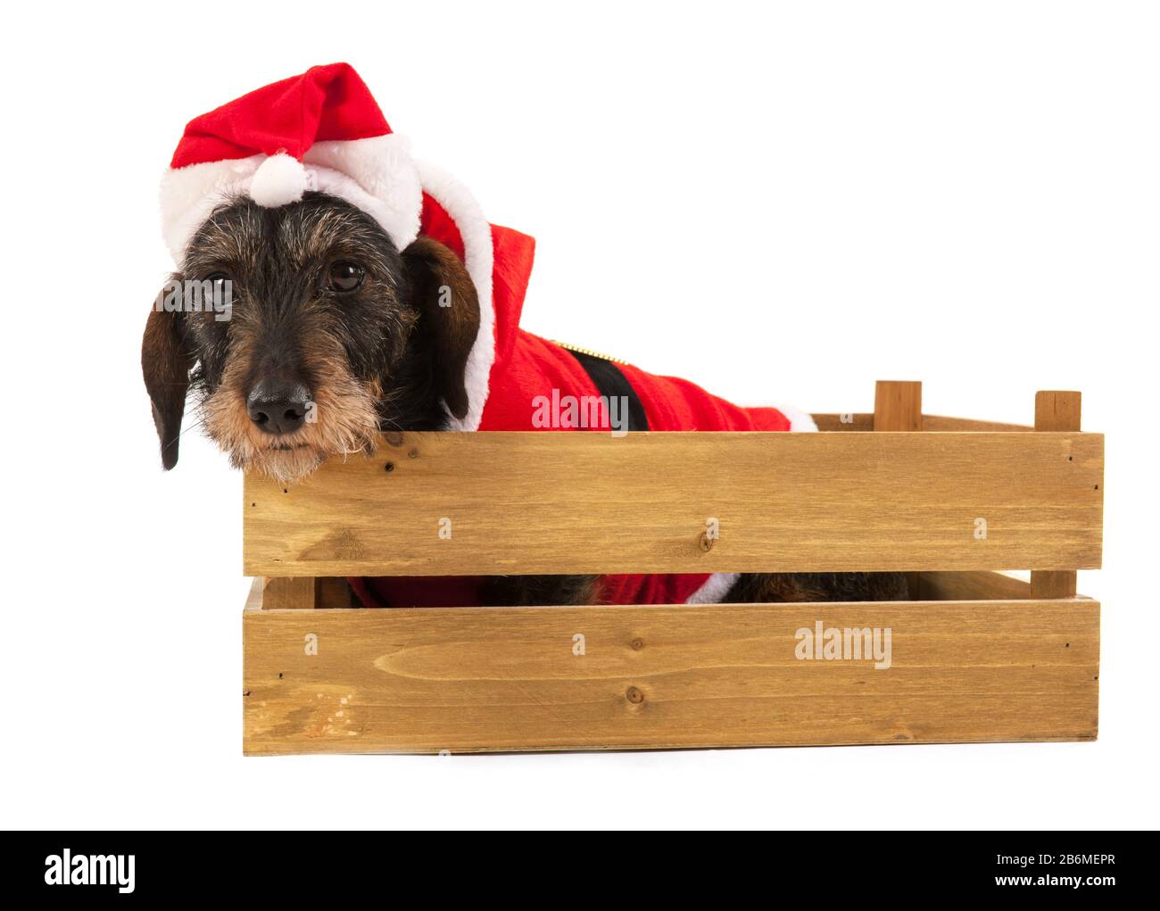 Wire haired dachshund with red suit of Santa Claus in wooden crate ...