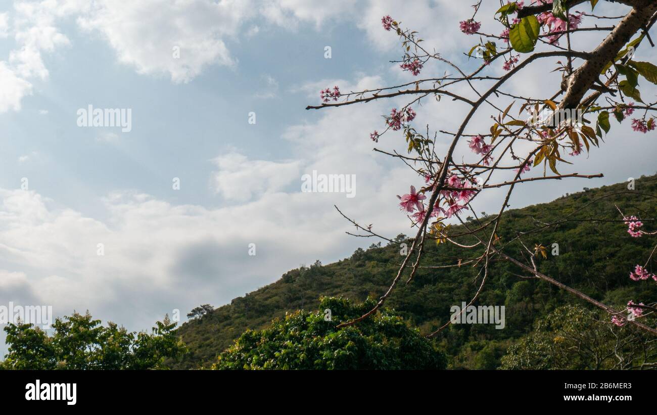 Cherry Blossoms in Hong Kong Stock Photo