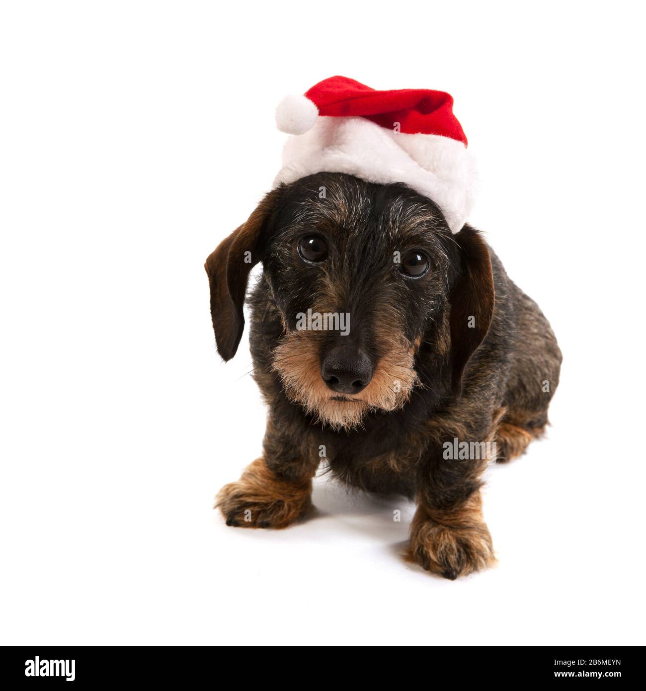 Wire haired dachshund with red hat of Santa Claus isolated over white background Stock Photo