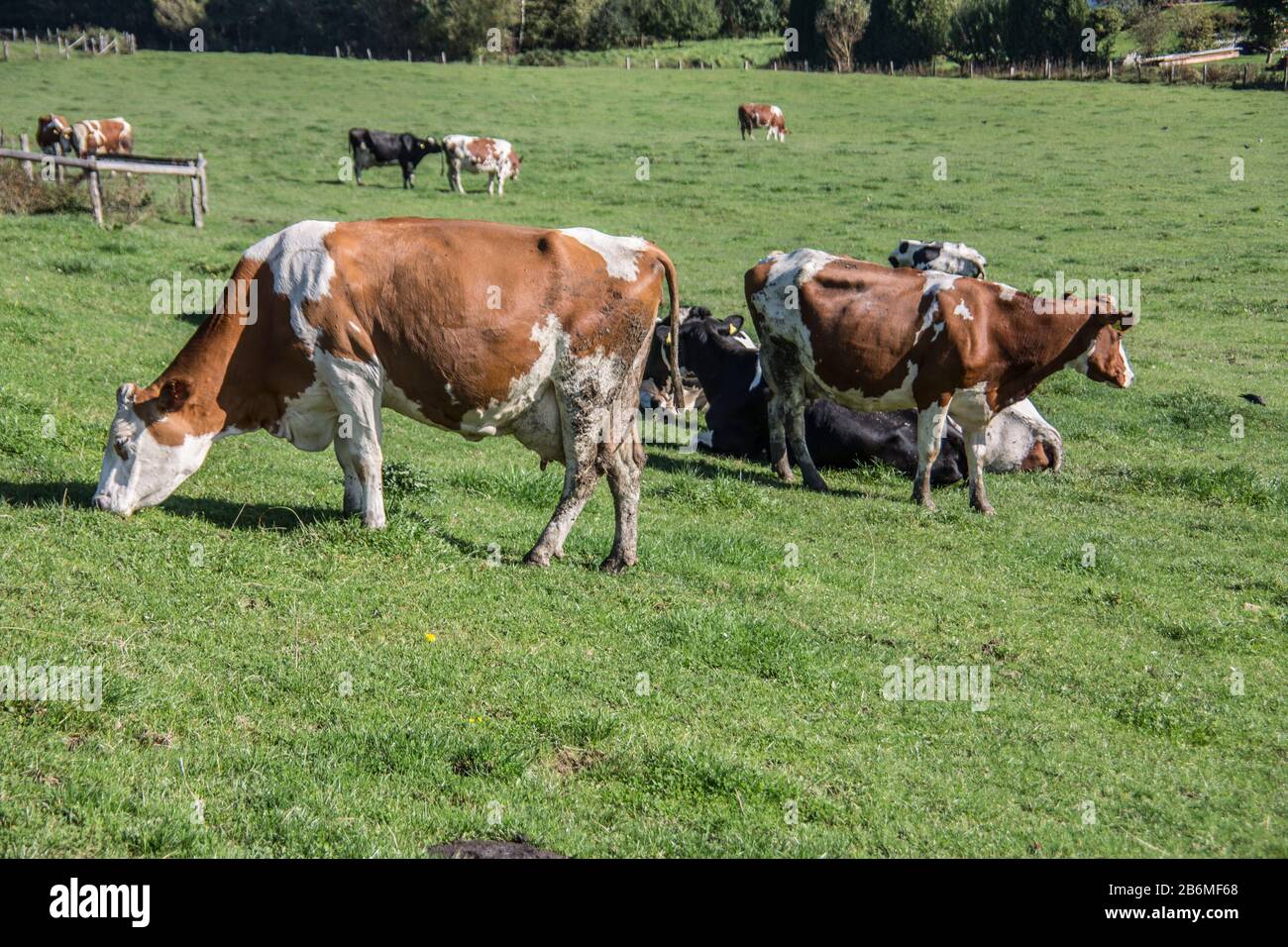 spotted cattle on pasture and in the stable Stock Photo