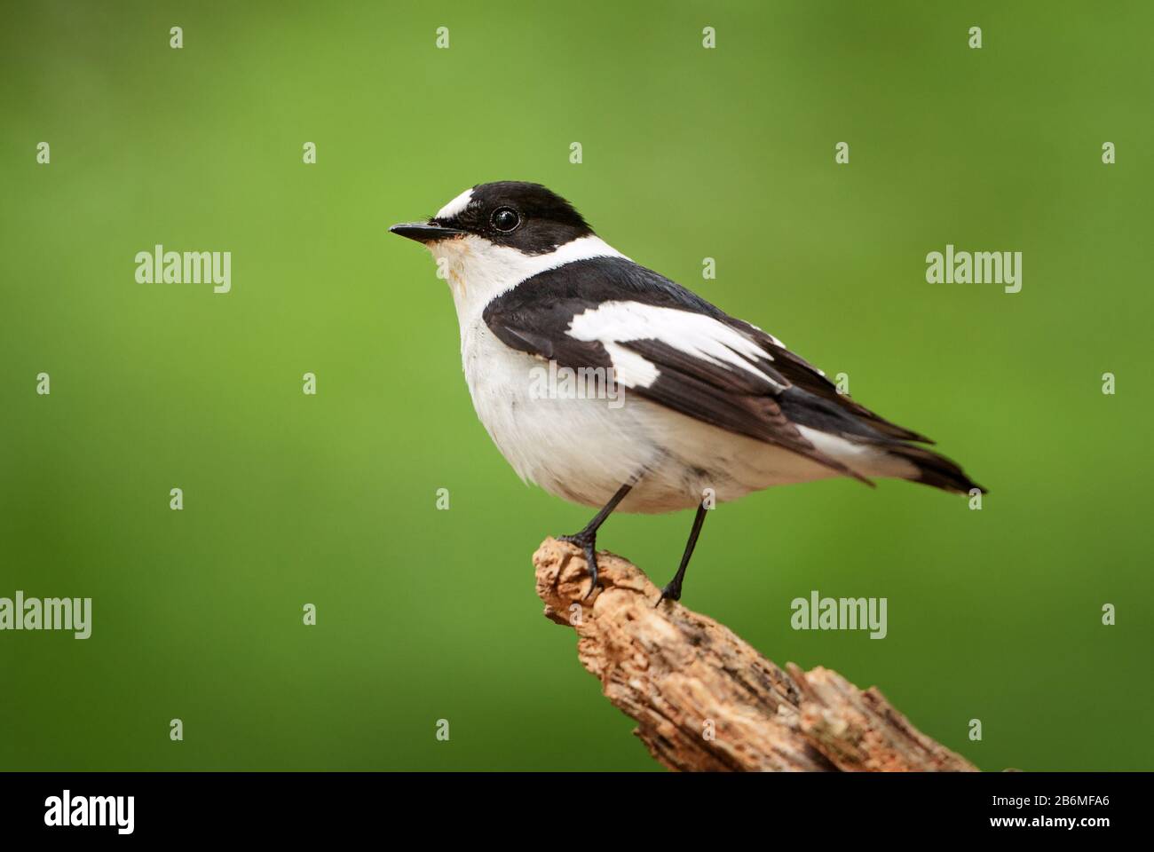 Collared Flycatcher - Ficedula albicollis, beautiful black and white perching bird from European forests, Hortobagy, Hungary. Stock Photo