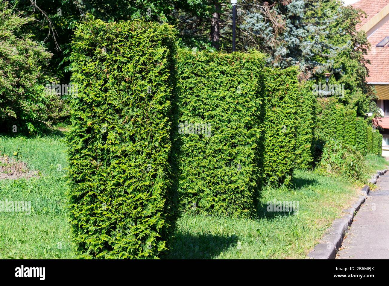 Trimmed green bushes growing in the row in the sunlight. Landscape design. Stock Photo