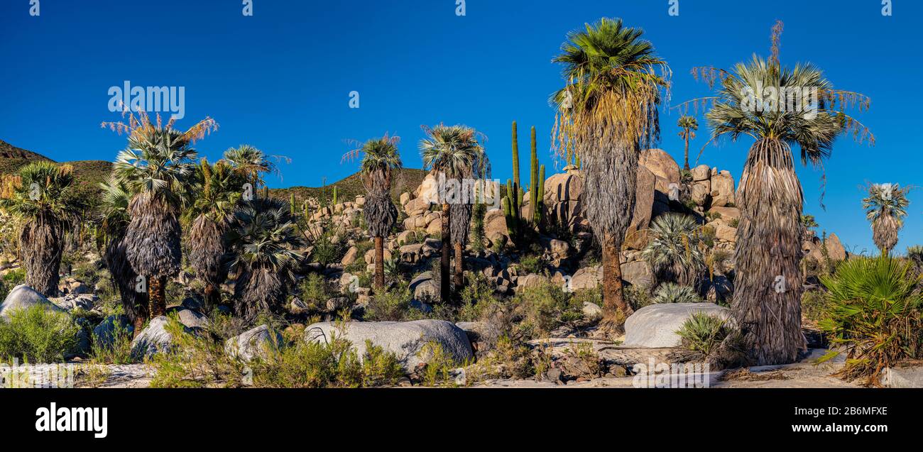 View of Fan Palms (Washingtonia filifera), Baja California Sur, Mexico Stock Photo