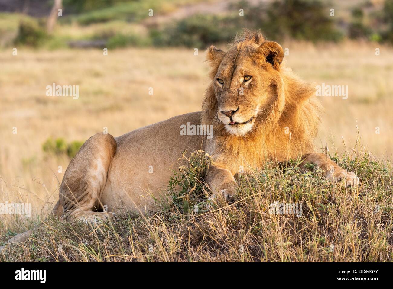 Male lion lies on hi-res stock photography and images - Alamy