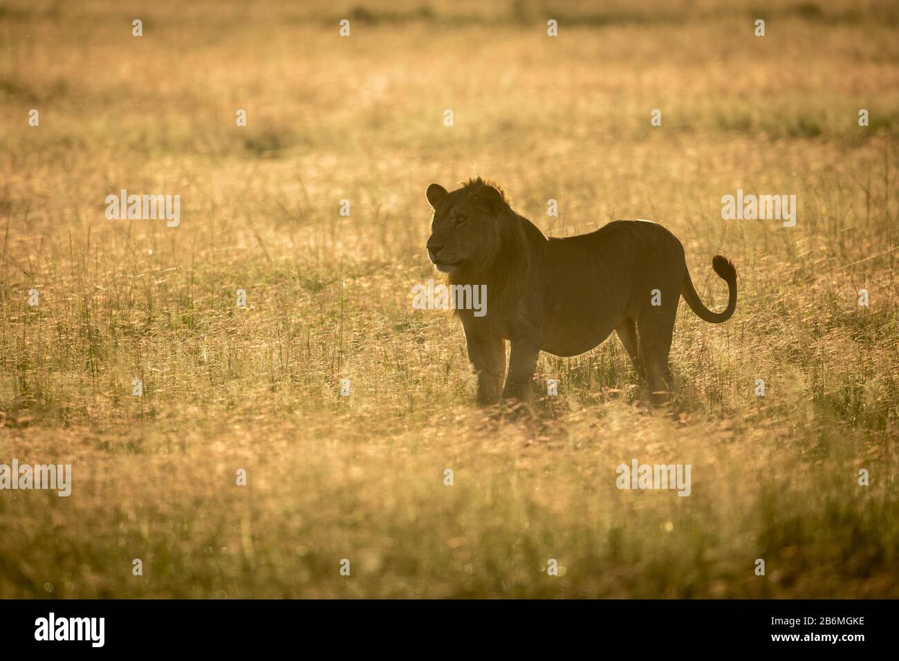 Male lion backlit in africa hi-res stock photography and images - Alamy
