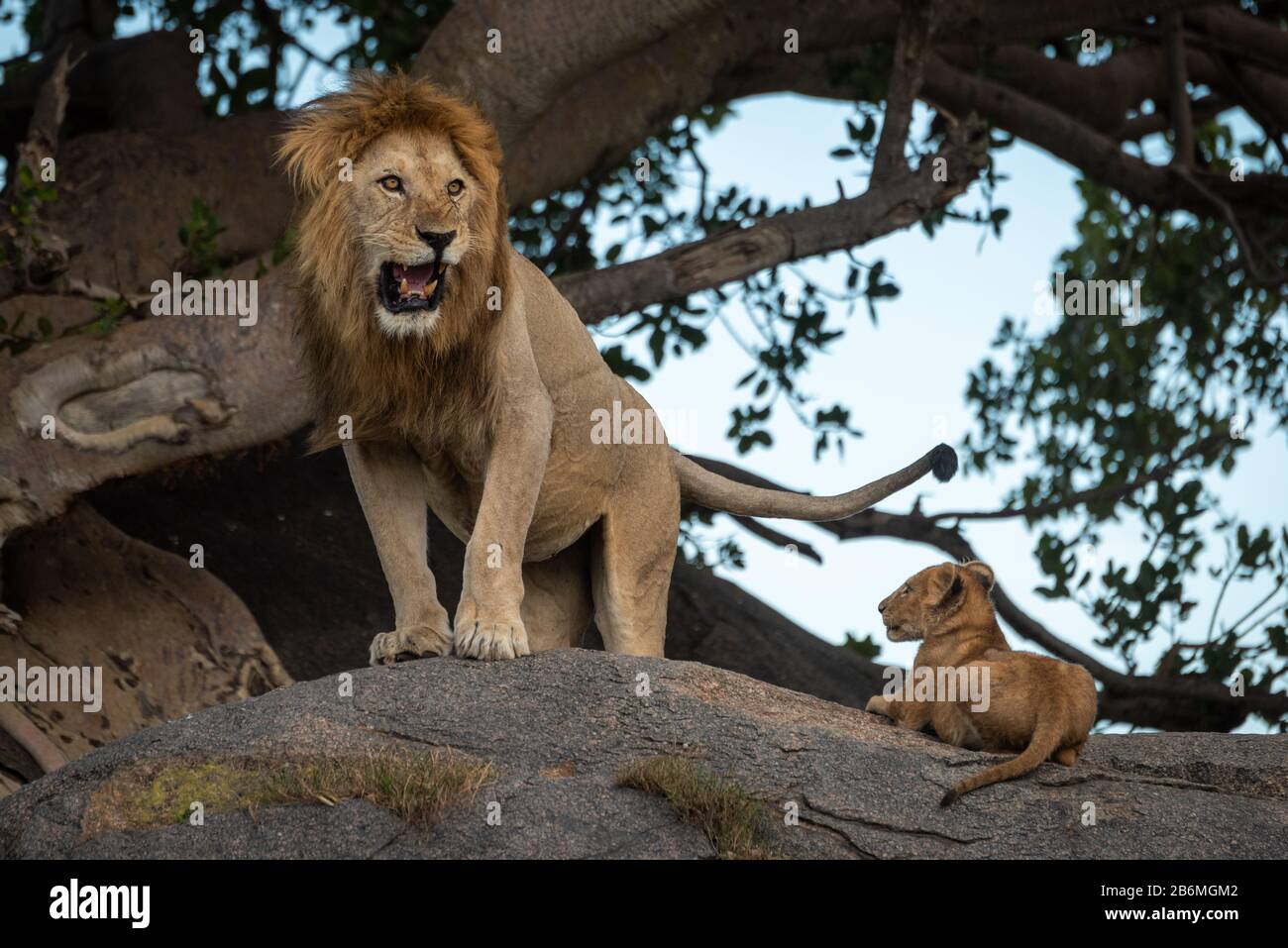 Male lion standing rock hi-res stock photography and images - Alamy