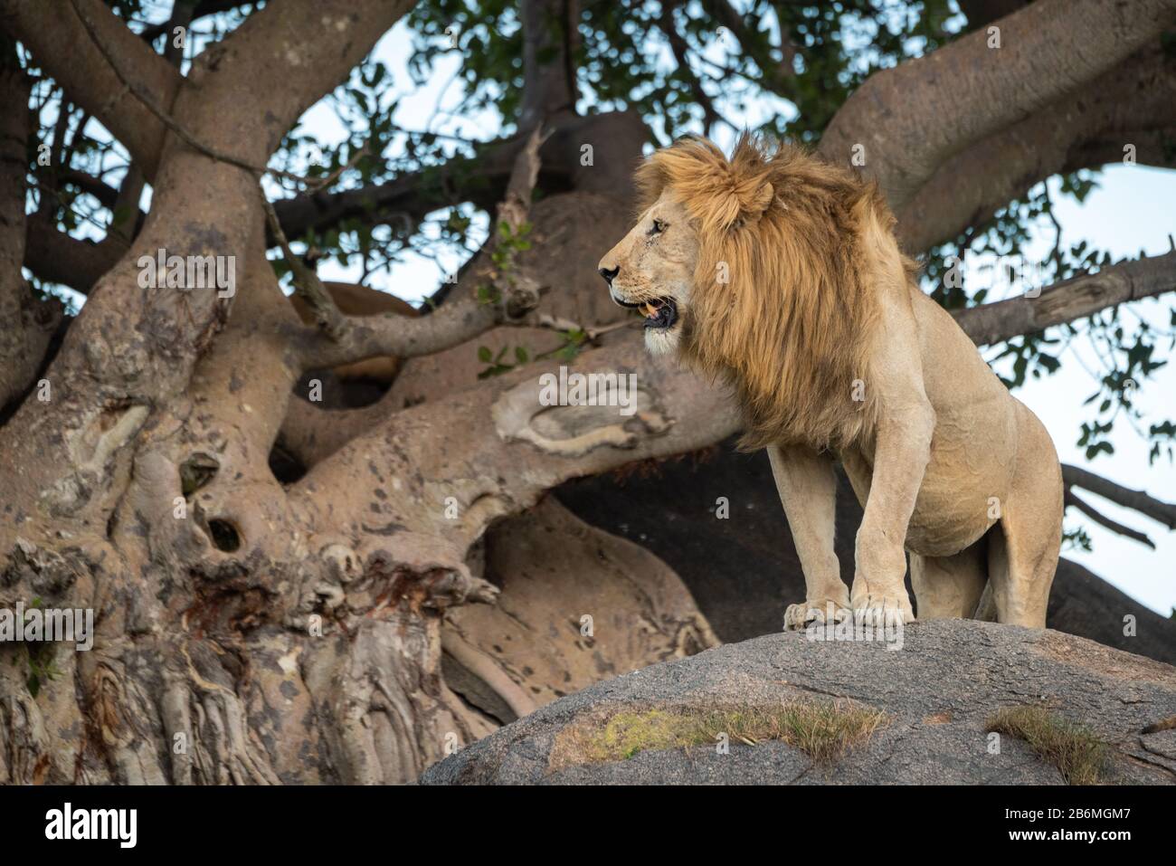 Male Lion Standing Rock High Resolution Stock Photography and Images ...