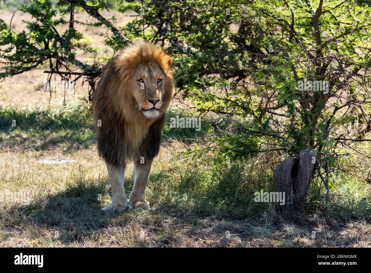 Male lion stands in hi-res stock photography and images - Alamy
