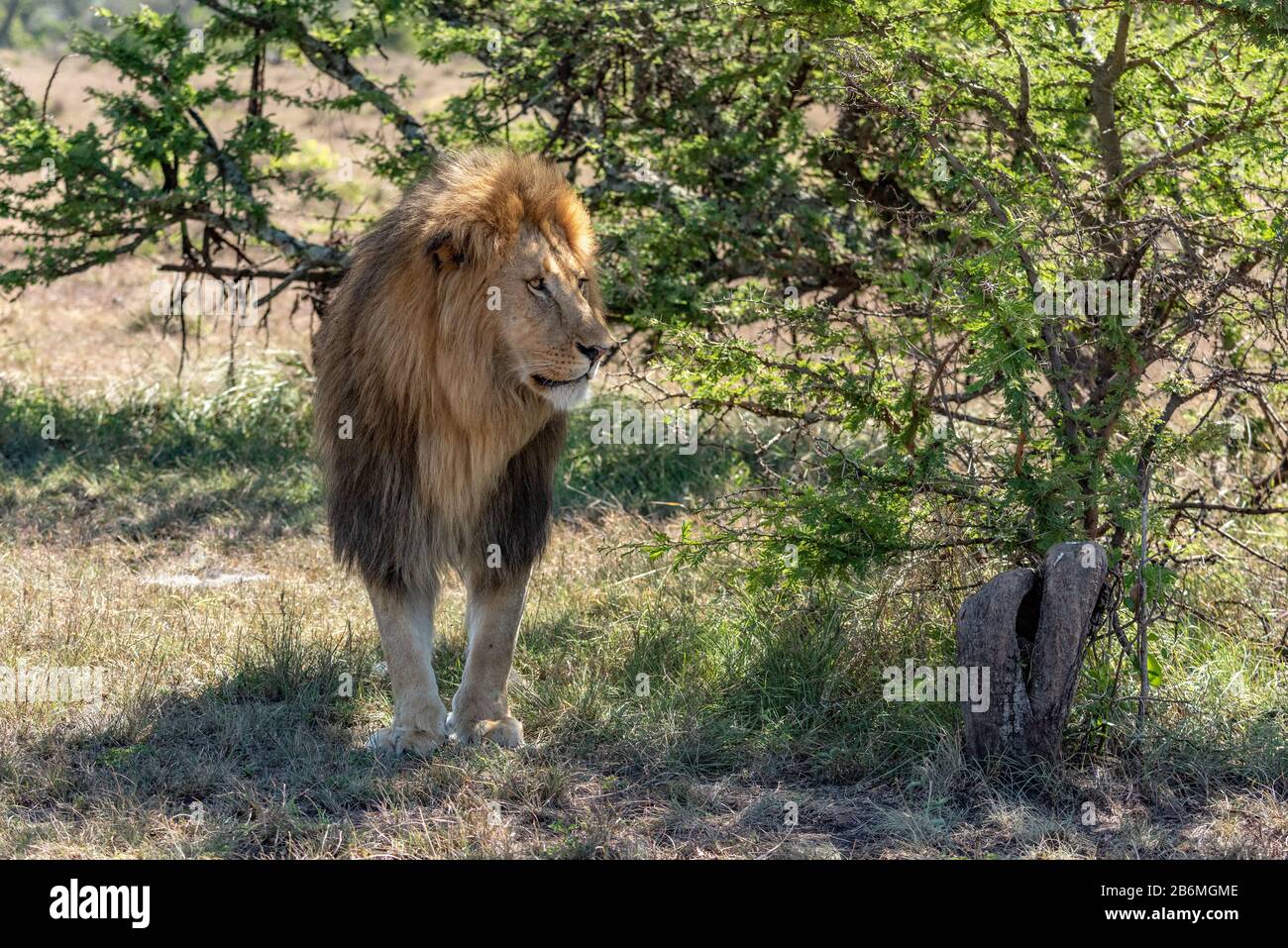 Male lion stands in hi-res stock photography and images - Alamy