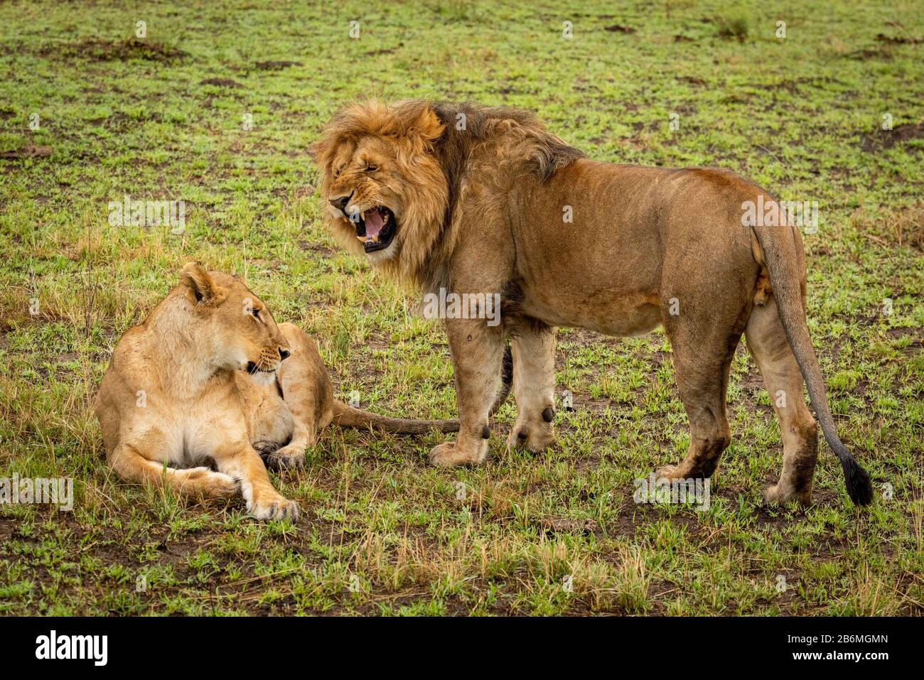 The lion is roaring standing hi-res stock photography and images - Alamy