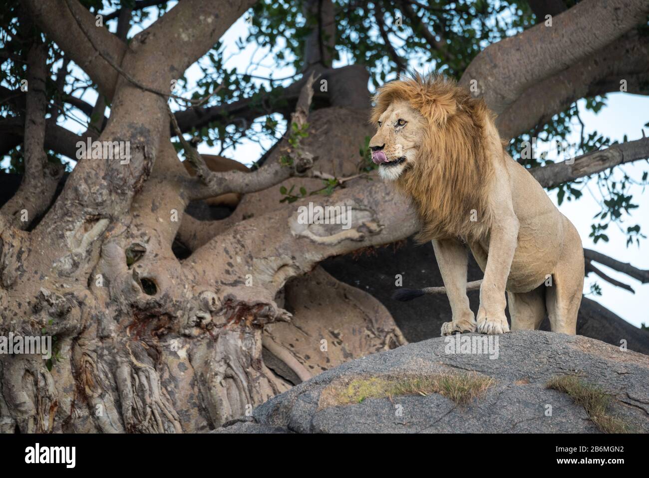 Male lion standing rock hi-res stock photography and images - Alamy