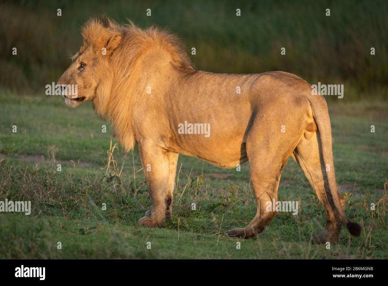 Lion stands in profile hi-res stock photography and images - Alamy